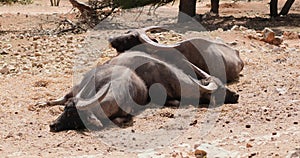 Three Asian water buffalo lying on top of each other, dozing, slow motion, 120 fps