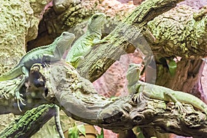 Three asian water dragon staying still in branches