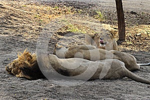 Three Asiatic lions resting on the forest floor at the Gir National Park in Gujarat.