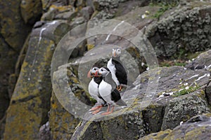 Three atlantic puffins (Fratercula arctica) standing on a rock.