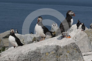 Three Atlantic Puffins Guarding Their Nesting Area