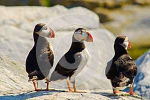 Three Atlantic puffins standing together on a rock
