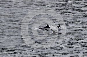 Three Atlantic white-sided dolphin