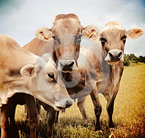 Three Aubrac cows photo