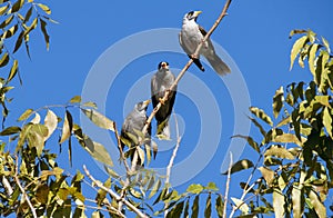 Three Australian Noisy Minors ( Manorina melanocephala) on a tree