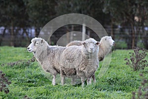 Three Australian sheep with full-grown wool