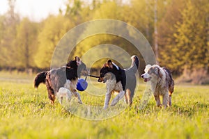 Three Australian Shepherd dogs fighting for a ball