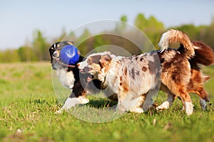 Three Australian Shepherd pulling at a ball