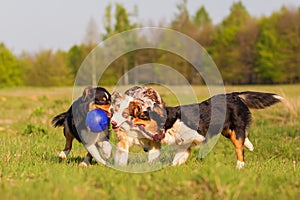 Three Australian Shepherd pulling at a ball