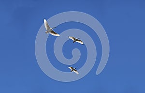 Three Australian White Ibis (Threskiornis molucca) in flight