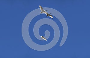 Three Australian White Ibis (Threskiornis molucca) in flight