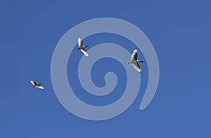 Three Australian White Ibis (Threskiornis molucca) in flight