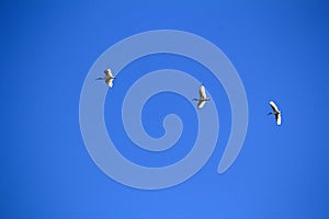 Three Australian White Ibis (Threskiornis molucca) flying in the sky