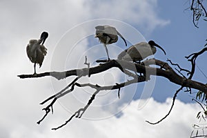 Three Australian White Ibis (Threskiornis molucca) perched on a dry tree