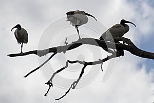 Three Australian White Ibis (Threskiornis molucca) perched on a dry tree