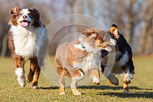 Three Australians Shepherds running on the meadow