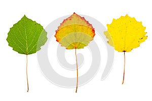Three autumn aspen leaves on isolated