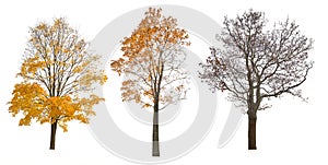 Three autumn large maple tree isoalted on white