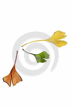 Three autumn leaves of Ginkgo Biloba tree on white background