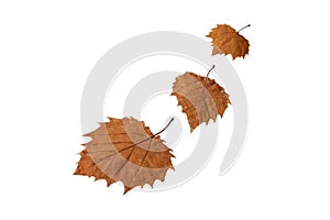Three autumn leaves isolated on white. Transparent png additional format