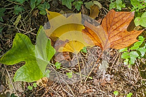 Three autumn leaves one green one yellow and one brown