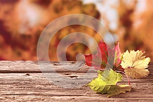 Three autumn leaves in red yellow and green