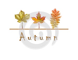 Three Autumn Leaves with text `Autumn` Isolated on White.