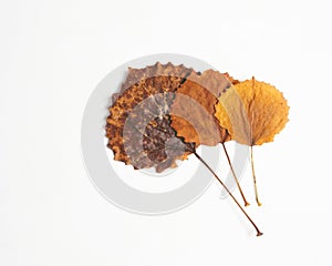 Three autumn leaves on white background.