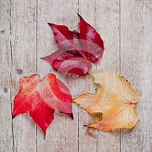 Three autumn leaves