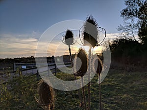 Five teazel seed heads, dipsacus fullonum, against setting sun.