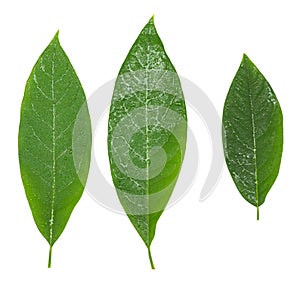 Three avocado green wet leaves isolated over white