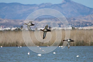 Three Aythya ferina ducks in flight with landscape