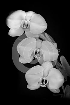 Three B&W Orchid Blooms in a row