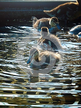 Three babies of green-headed duck & x28;Mallard plumage& x29;