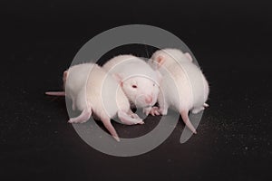 Three babies rat