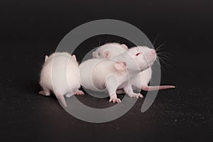 Three babies rat on black background