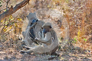 Three baboons