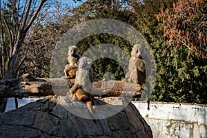 Three baboons sitting on the rock in the park.