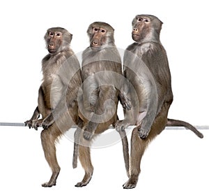 Three Baboons sitting in a row - Simia hamadryas photo