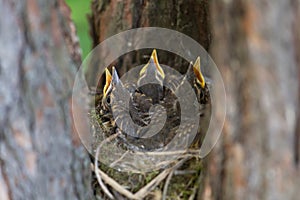 Three baby birds in nest