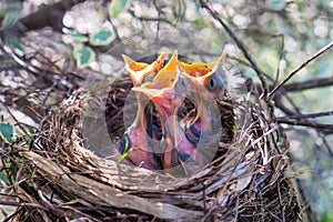 Three baby birds in a nest with beaks wide open waiting to be fe