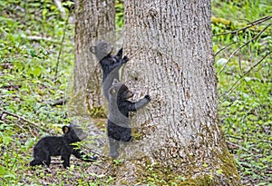 Three baby Black Bear Cubs headed up a tree.