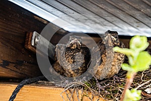 Three baby blackbirds sitting next to their nest. At this point they are close to leave and can nearly fly on their own. High qual