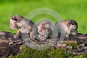 Three Baby Bobcats (Lynx rufus) Lined up on Log photo