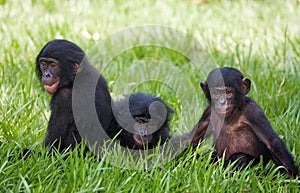 Three baby bonobos play with each other. Democratic Republic of Congo. Lola Ya BONOBO National Park. photo