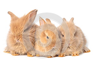 Three baby brown rabbits isolated on white background.