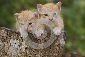 Three baby cats are resting on a dry tree trunk.