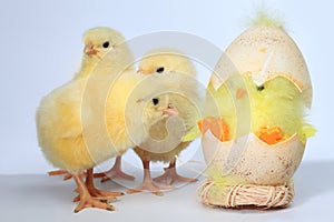 Three baby chick