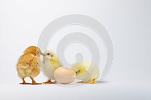 Three baby chickens near an egg isolated on a white background