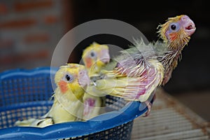 Three baby cockatiels waiting for the feed